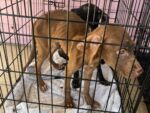 Animal welfare officer urges public to report cruelty