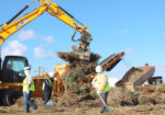 Free Christmas tree mulch available