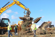 Free Christmas tree mulch available