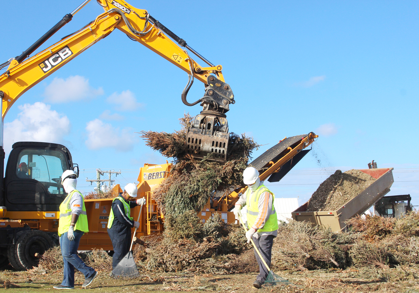 Free Christmas tree mulch available Cayman Compass