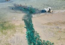 Rare shark found entangled in ghost net