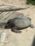 Hawksbill turtle rescued from poachers