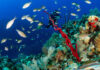 Little Cayman shortlisted for UNESCO World Heritage status
