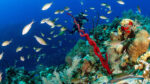 Little Cayman shortlisted for UNESCO World Heritage status