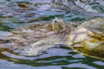 Sales of green sea turtle meat in decline