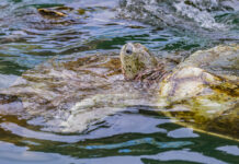 Turtle centre blames flagging cruise industry for declining revenue