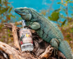 New local gin will help raise funds for blue iguana conservation