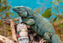 New local gin will help raise funds for blue iguana conservation