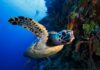 Little Cayman could gain UNESCO World Heritage status by 2030 UNESCO