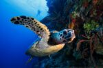 Little Cayman could gain UNESCO World Heritage status by 2030 UNESCO