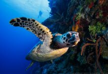Little Cayman could gain UNESCO World Heritage status by 2030 UNESCO