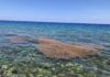 Fishermen’s fears, as Brac braces for sargassum influx