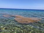 Fishermen’s fears, as Brac braces for sargassum influx