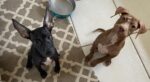 Boat trip to raise funds for One Dog at a Time