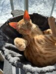 Cayman’s shelter pets find ‘furever’ homes overseas