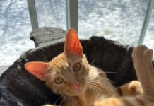 Cayman’s shelter pets find ‘furever’ homes overseas