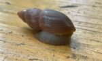 Carnivorous moustached snail on the loose
