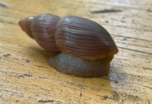 Carnivorous moustached snail on the loose
