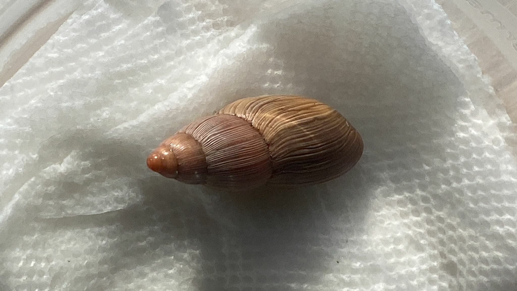 Carnivorous moustached snail on the loose Cayman Compass