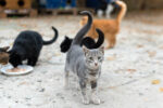 Controversial cat-control law suspended by court