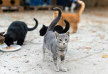 Controversial cat-control law suspended by court