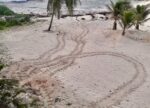 Loggerheads kick off 2023 turtle nesting season