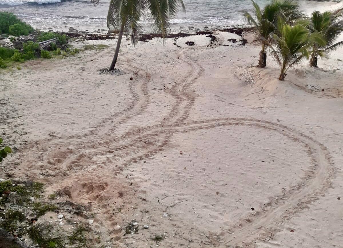 Turtle tracks 2