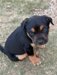 Children find their puppies dead after suspected poisoning