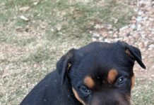 Children find their puppies dead after suspected poisoning