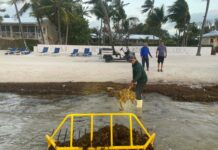 South Florida company offers ‘aquatic tractor’ as sargassum solution