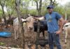 Cayman Brac’s Paradise Farms keeps family tradition alive