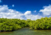 MPs propose review of National Conservation Council’s oversight Mangroves growing in a shallow lagoon in Grand Cayman. - Photo: File