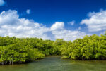 No ID yet for human remains found in East End mangroves Mangroves growing in a shallow lagoon in Grand Cayman. - Photo: File