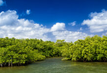 National Trust: Conservation council being ‘effectively disbanded’ Mangroves growing in a shallow lagoon in Grand Cayman. - Photo: File