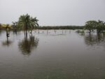 ‘You’re destroying Cayman’, planning board told in plea over flood risk This land off Batabano Rd, which floods when it rains, will soon be covered by buildings. Credit: Eziethamae Bodden