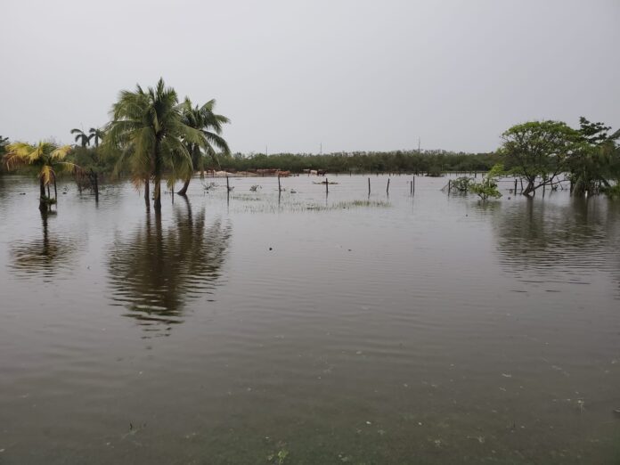 This land off Batabano Rd, which floods when it rains, will soon be covered by buildings. Credit: Eziethamae Bodden