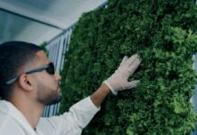 Growing greens