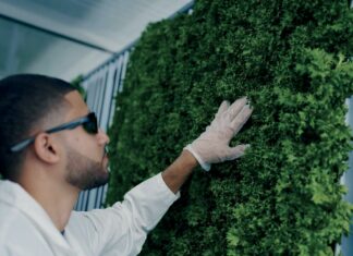 Growing greens
