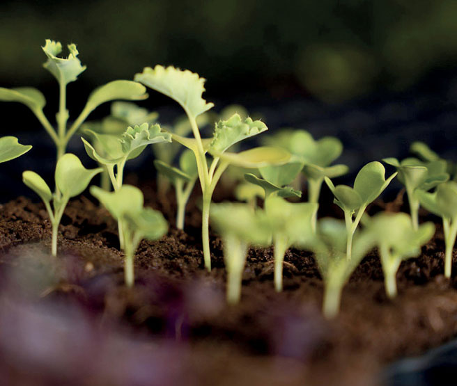 GROWING-GREENS-09 - Cayman Compass