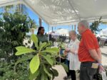 Cattle temporarily moo-ve to Little Cayman for Ag Show