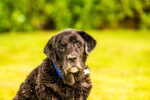 Benji, Cayman’s own ‘Diplodog’