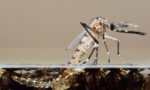 Cayman on the run from swarming swamp mosquitoes