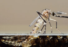 Rainfall brings new surge of mosquitoes