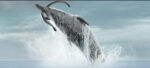 Cayman’s reefs feature in ‘Prehistoric Planet’ Oceans episode