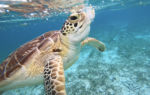 Green groups upset over ‘heartbreaking’ image of turtle eating plastic