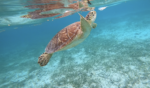 Cayman moves step closer to single-use plastics ban