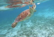 Cayman moves step closer to single-use plastics ban