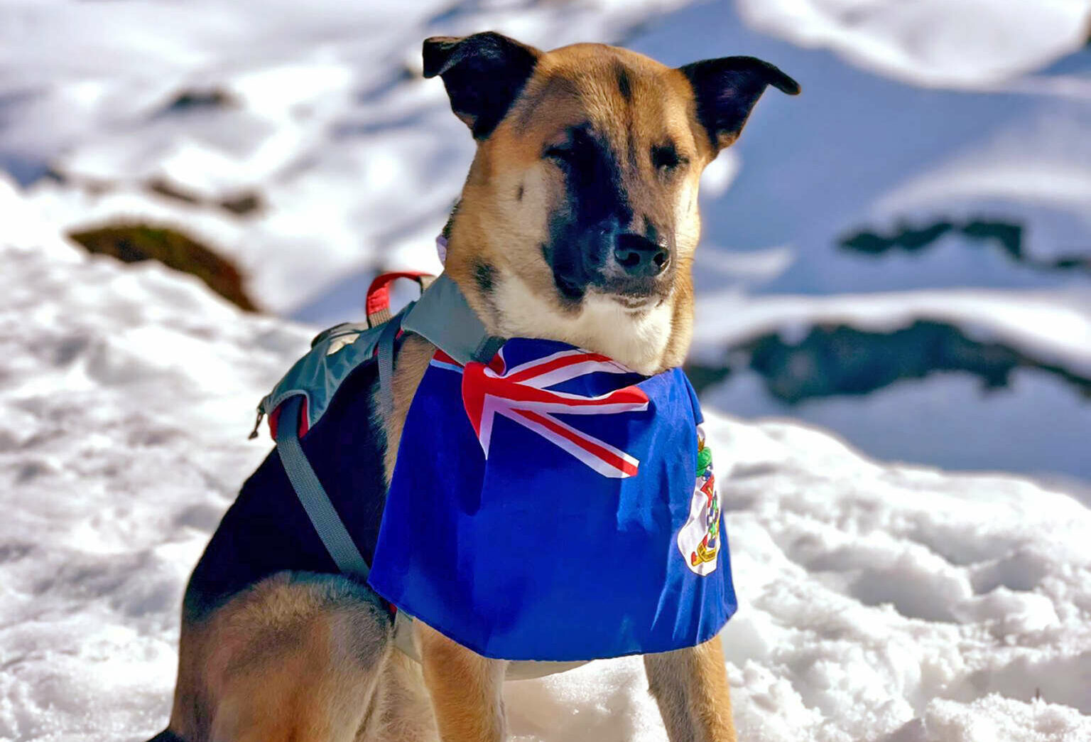 Cayman's mountainclimbing island dog Cayman Compass