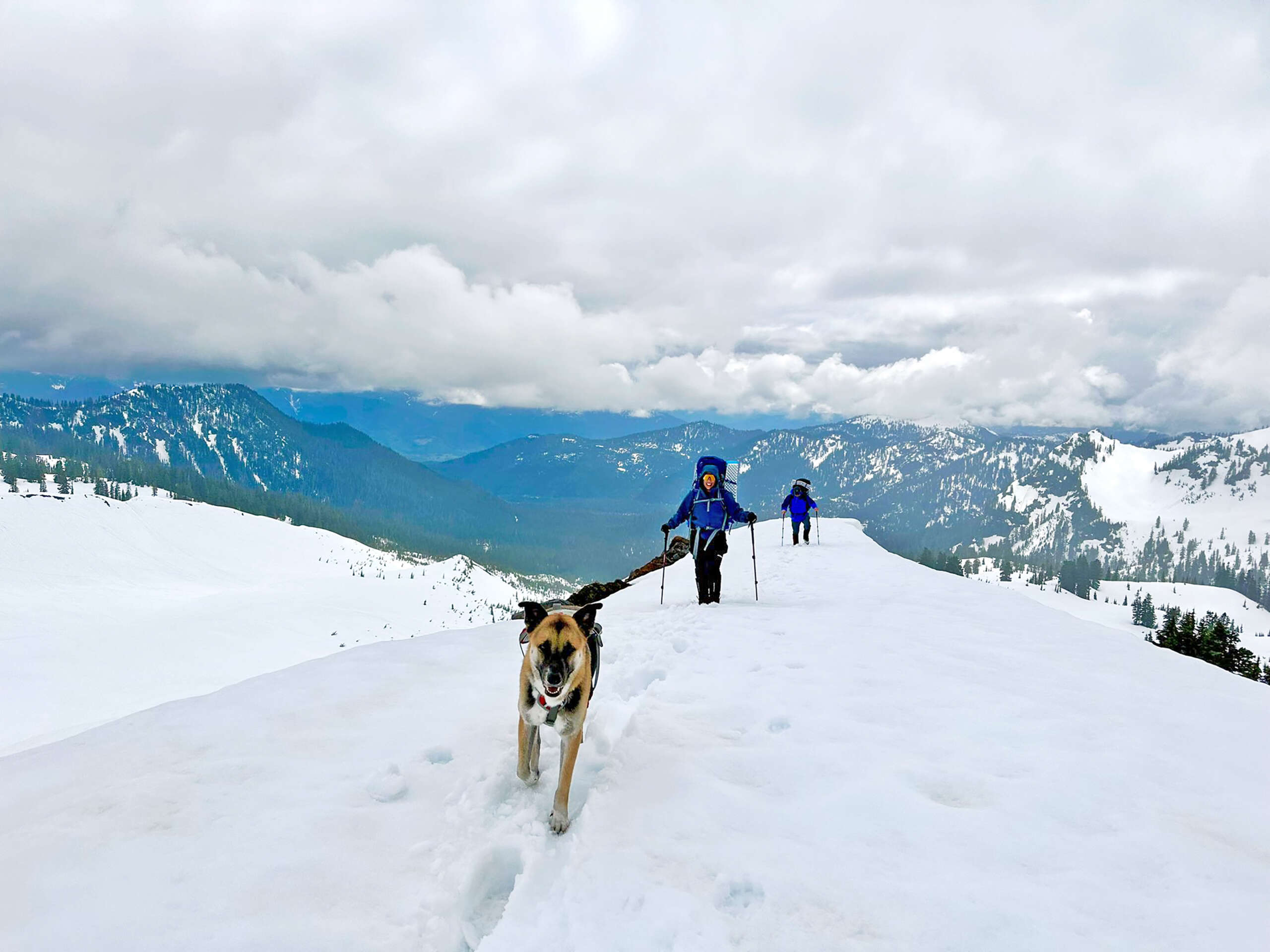 Cayman's mountainclimbing island dog Cayman Compass