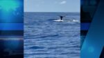 Rare sperm whale sighting creates stir